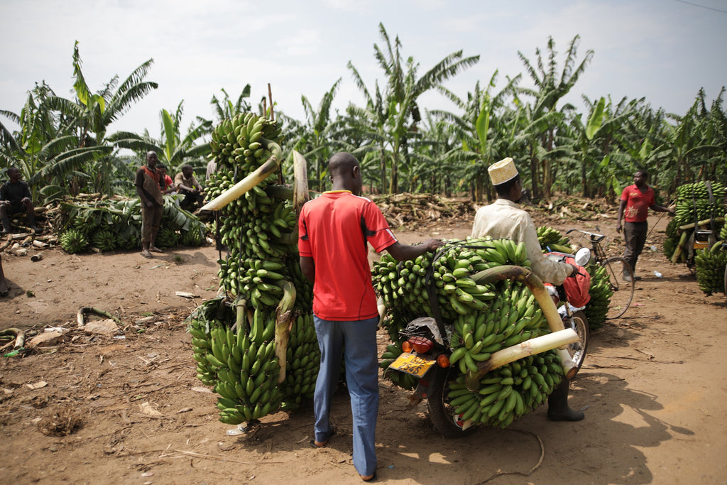 バナナペーパーが環境問題と貧困問題を同時に解決する！？！？🍌